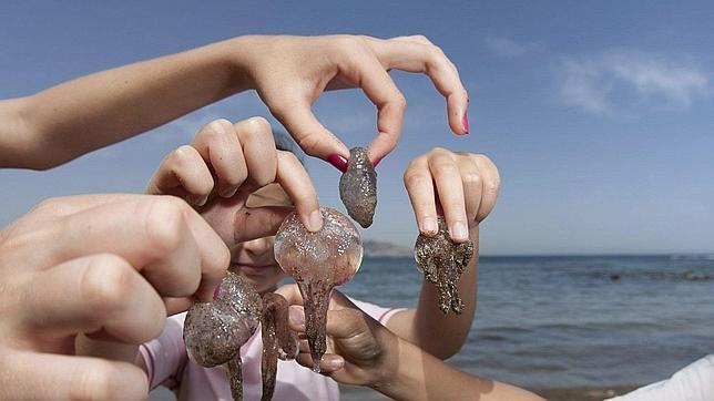 Seis Picaduras De Verano Como Evitarlas Y Curarlas