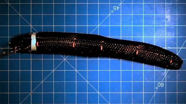 Crean un robot sin partes rígidas y capaz de moverse como un gusano