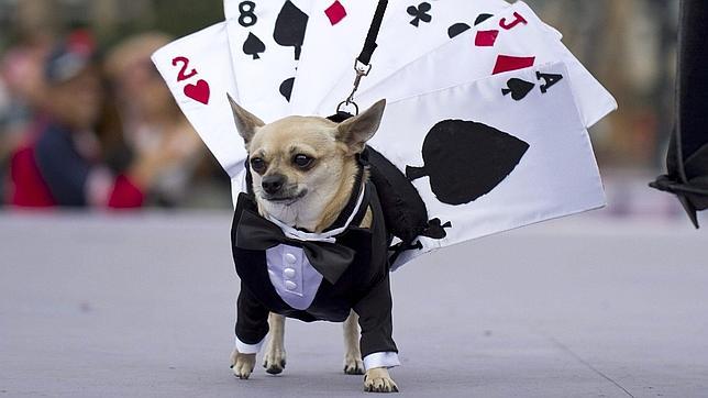 juegos de hoteles para perros