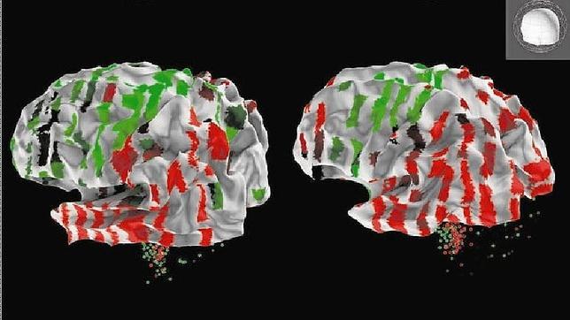 El atlas completo del cerebro