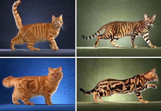 El guepardo que se esconde dentro de tu gato