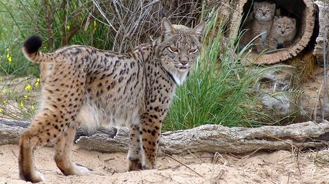 Nuevos hallazgos genéticos explican los patrones de color en el pelo de los felinos