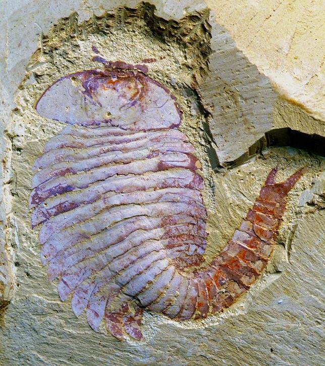 El primer cerebro complejo en la Tierra