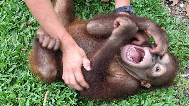 Ocho historias de animales sorprendentes contadas por la ciencia