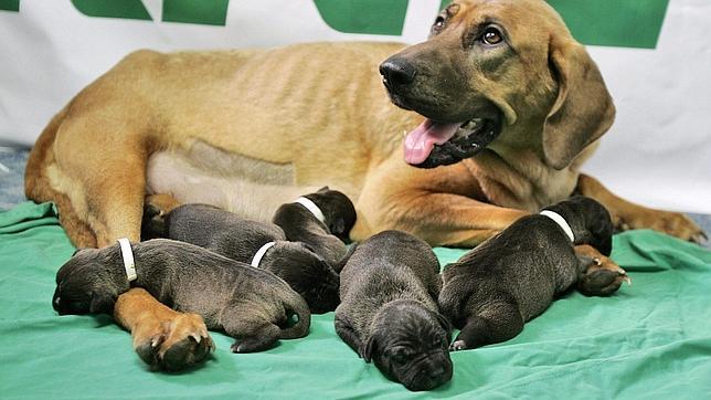 La Guardia Civil activa un programa de acogida temporal de cachorros de perros