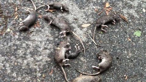 Pendientes de los «ocho millones de ratas» de Nueva York