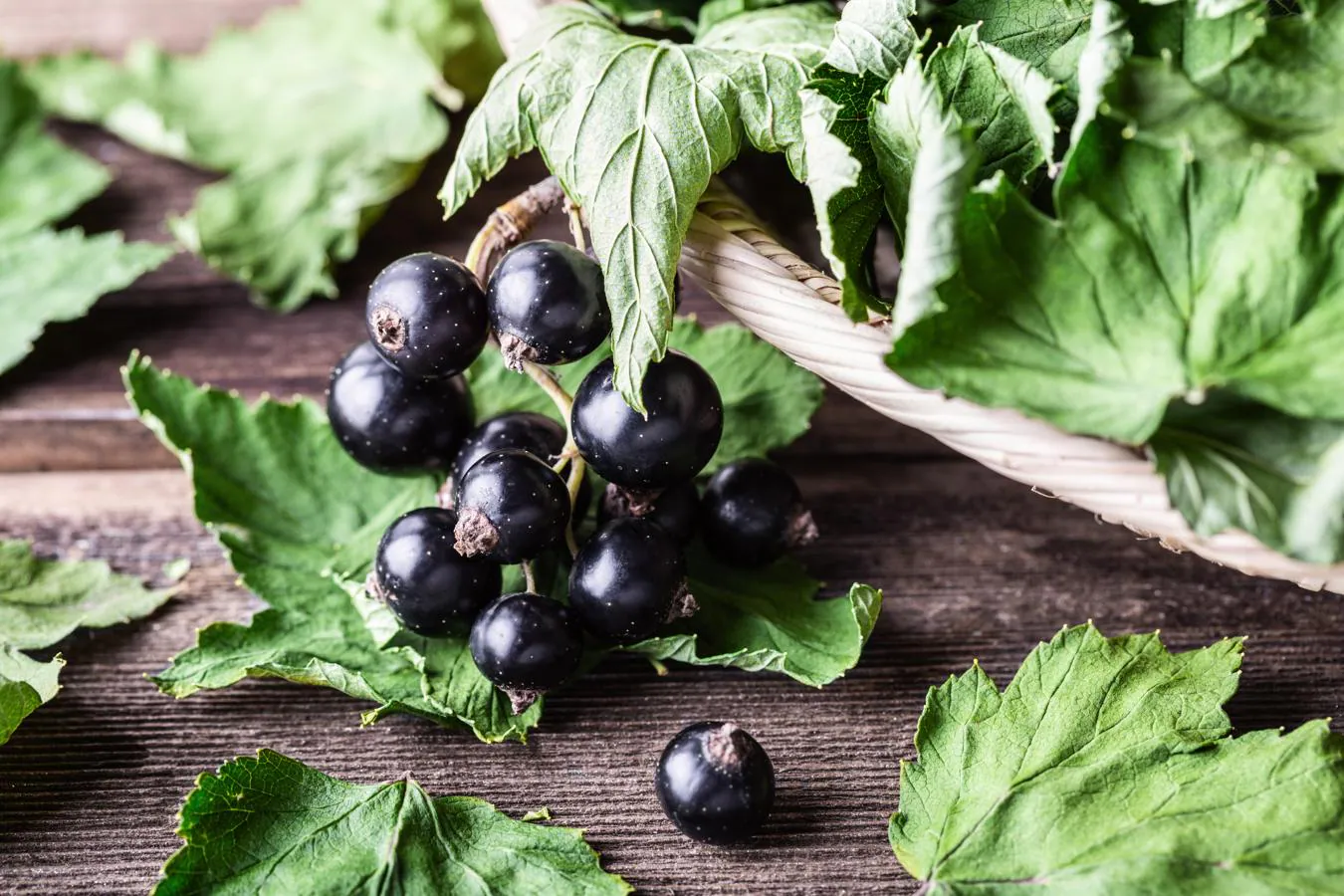 La grosella negra, un alimento con un gran aporte de vitamina C