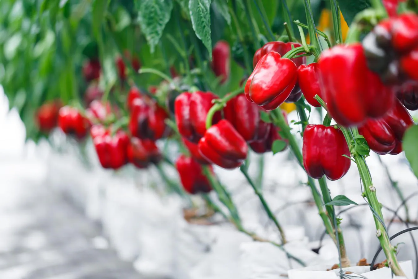 Pimiento rojo, una de las verduras con más vitamina C