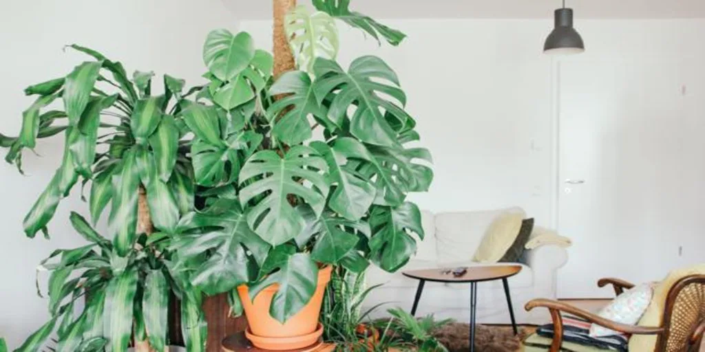 Tropical Significado mamífero Las plantas de tu casa hacen más por ti de lo que crees
