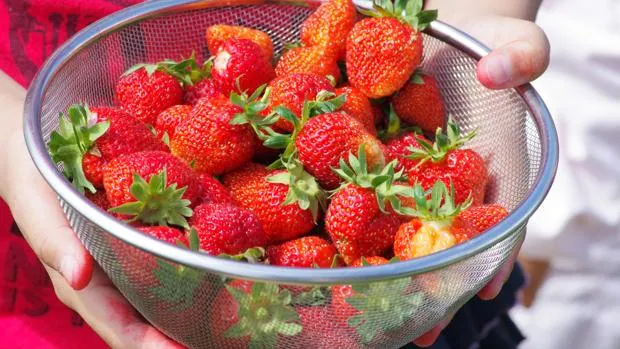 El mejor truco para conservar las fresas frescas por más tiempo – La Nación