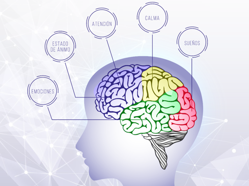 Áreas del cerebro.