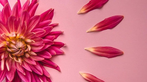 AdobeStock_307857248-kc7B--620x349@abc