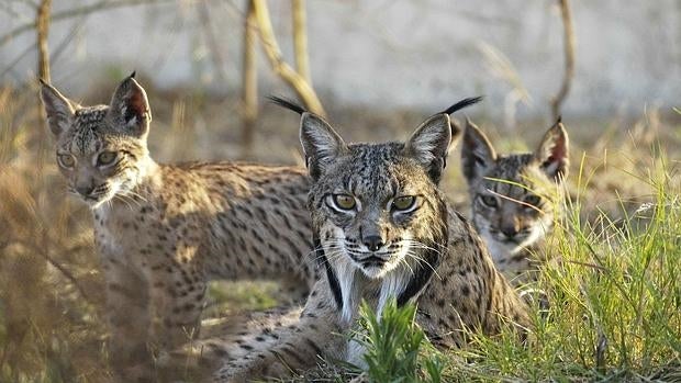 El primitovo lince ibérico habría llegado 500.000 años antes des lo que se pensaba a la Penísula, un refugio climático de las glaciaciones