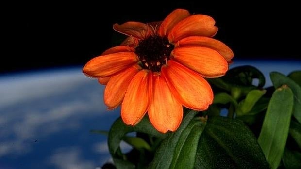 La zinnia, cultivada con éxito en la estación espacial