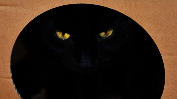 Según la paradoja del gato de Schrödinger, un gato que tiene un 50 por ciento de probabilidades de morir dentro de una caja, está vivo y muerto antes de abrir el recipiente
