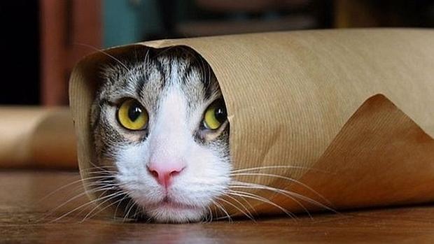 Los gestos de los gatos no influyen en la posibilidad de que sean adoptados, tal como ocurre con los perros