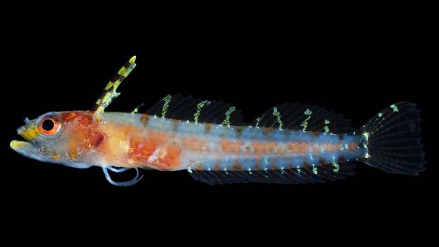 «Haptoclinus dropi», una de las 30 especies descubiertas recientemente en esta zona rarifótica, muy inexplorada en todo el mundo