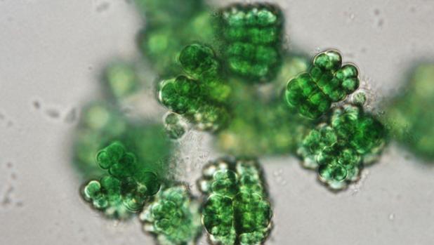 Chroococcidiopsis thermalis