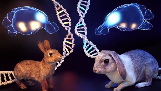 Esta ilustración muestra las diferencias entre conejos domésticos y silvestres, incluyendo cambios en el tamaño de la amígdala y la corteza prefrontal