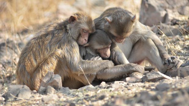 Algunos científicos creen que ciertas especies sienten dolor real por la pérdida
