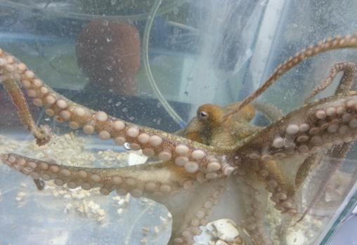 Pulpo de dos manchas de California