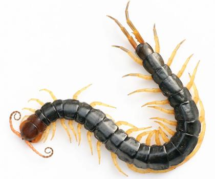 Escolopendra china de cabeza roja