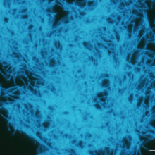 Una especie de Methanobacterium, que produce metano. Encontrado en muestras de un lecho de carbón enterrado a 2 km por debajo del lecho del Océano Pacífico frente a la costa de Japón