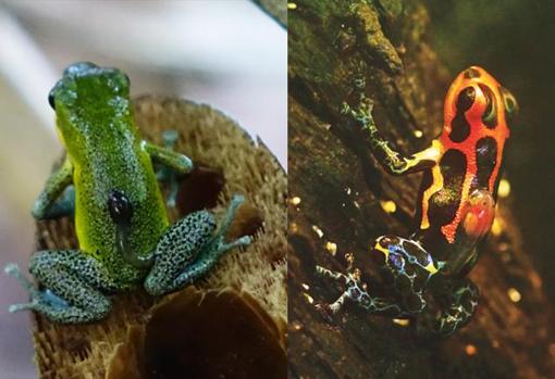 En estas ranas venenosas, el cuidado de los padres incluye el transporte de renacuajos uno por uno después de la eclosión a pequeños charcas. En la no monógama (Oophaga pumilio, izquierda), las mamás realizan esta tarea; sin embargo, en la monógama (imitador de Ranitomeya, a la derecha) este es un trabajo masculino