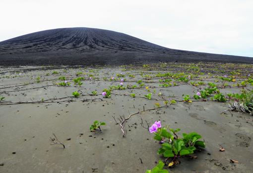 Vegetación en el istmo plano de Hunga Tonga-Hunga Ha'apai. El cono volcánico está en el fondo