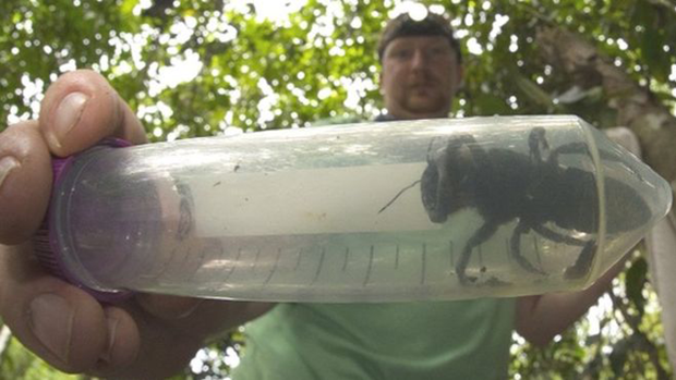 Uno de los ejemplares de Megachile Pluto o abeja gigante hallados recientemente en Indonesia