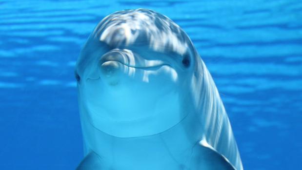 Los delfines tienen grandes y desarrollados clítoris que les permiten sentir placer durante el sexo
