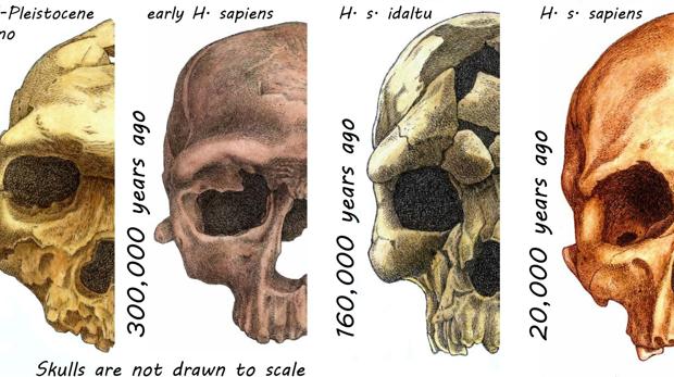 Varios cráneos de homininos hace decenas de miles de años