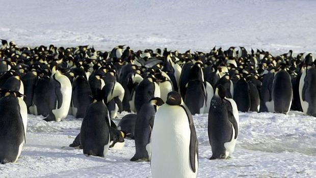 Pingüinos emperador de la Antártida