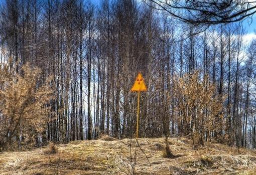 Imagen del Bosque Rojo, tomada en 2009. En el primer centímetro de suelo se concentran partículas del isótopo radiactivo 137 del Cesio