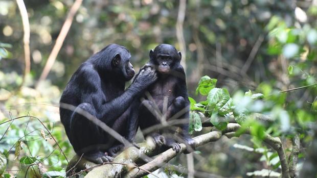 Una madre cuida de una cría de bonobo
