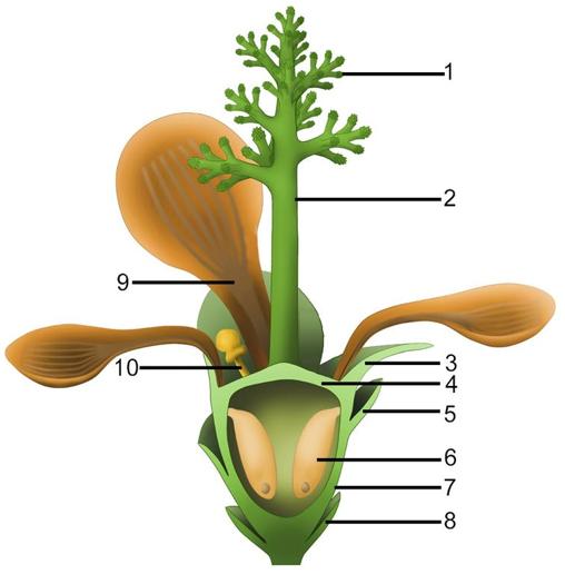 Figura 3. Reconstrucción de Nanjinganthus. 1-2, ramas de tipo dendroideo que rematan un estilo columnar; 3, sépalo; 4, techo ovárico; 5, escama; 6, semilla; 7, receptáculo acopado/ovario; 8, bráctea; 9, pétalo; 10, órgano desconocido (¿estaminodio?).