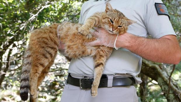 El gato zorro descubierto en la isla de Córcega