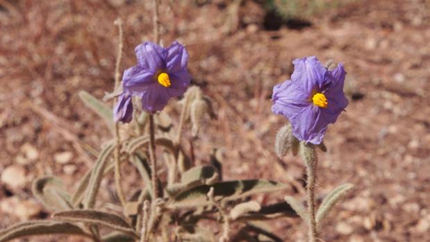 Las flores de esta planta pueden adoptar distintas estrategias sexuales