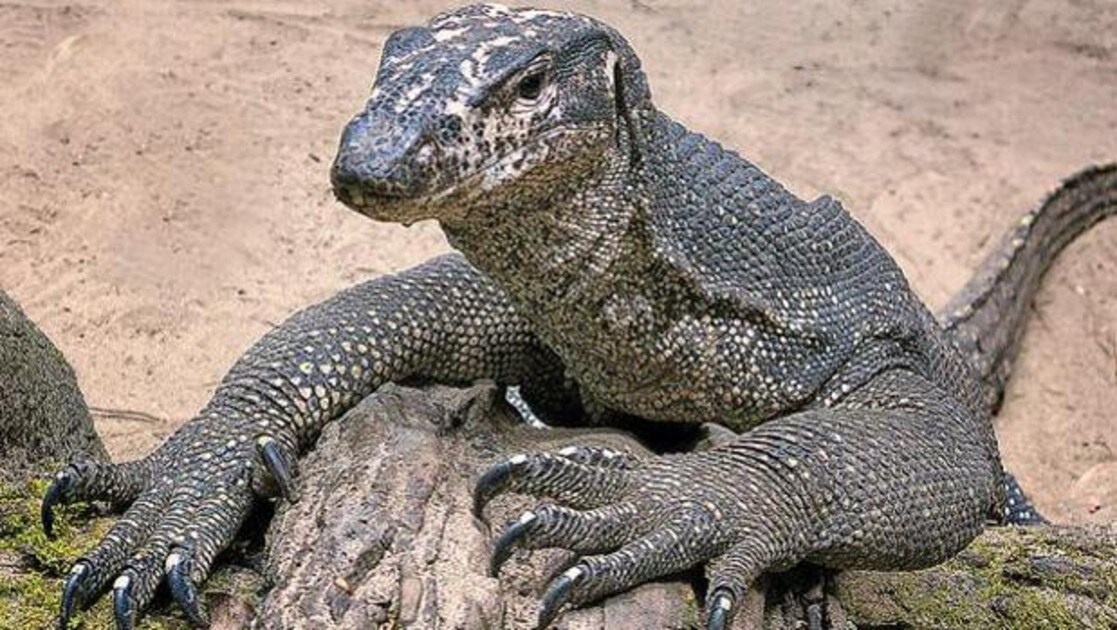 El Secreto Que Guarda El Corazon Del Dragon De Komodo