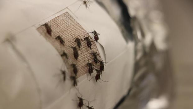 En las pruebas de laboratorio, los parches cutáneos cubiertos con películas de grafeno obtuvieron cero picaduras, que los mosquitos se deleitaron fácilmente en la piel sin protección