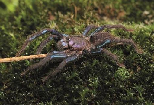 C. jonitriantisvansicklei