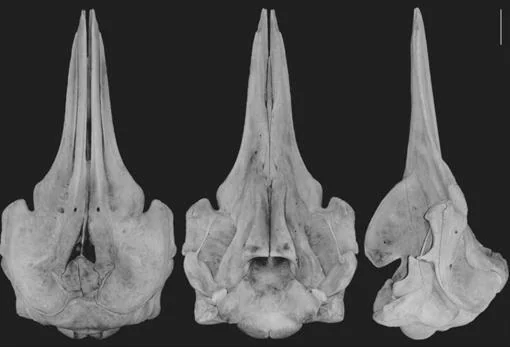 Estas son vistas dorsal, ventral y lateral del cráneo de B. minimus (desde la izquierda)