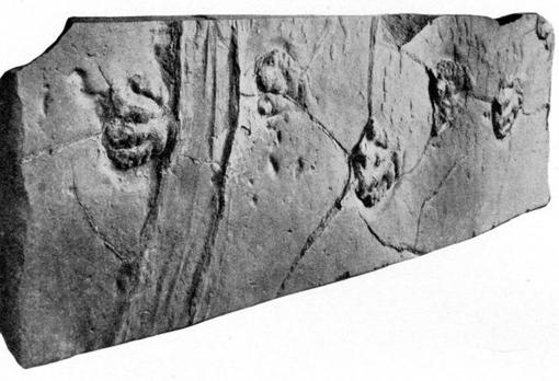 Fósil donde se aprecian varias huellas de un prosaurópodo y un misterioso rastro alargado