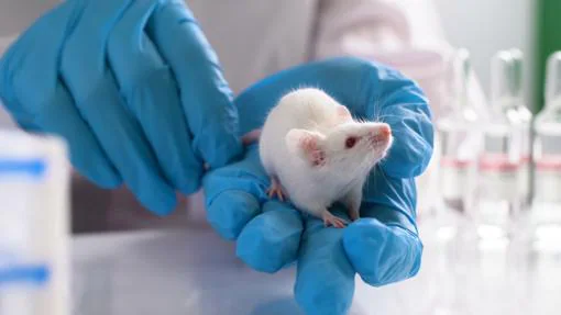 En 2020 se cultivarán tejidos humanos en embriones de ratón y rata