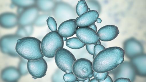 Representación de células de la levadura del pan. En 2020 se espera que se construya un genoma artificial de este microorganismo
