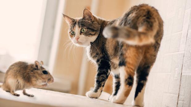 toxoplasmosis gondii gatos
