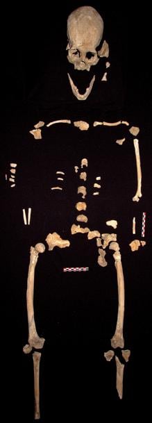 Piezas del esqueleto prehistórico