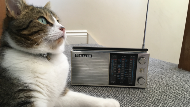 Los beneficios científicamente comprobados de la música para gatos 