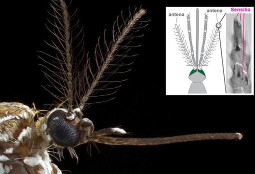 Las antenas son la ‘nariz’ de los mosquitos. Les sirven para elegir a sus víctimas. Las sensilia son los receptores subcuticulares