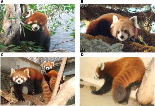 El panda rojo no es una especie, sino dos